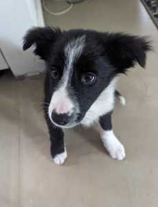 On hold-One Last Male Border Collie Puppy