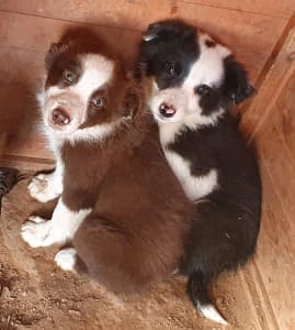 Border collie pure bred puppies