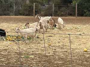 Goats for sale