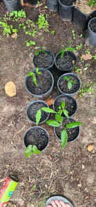 Lychee seedlings for sale