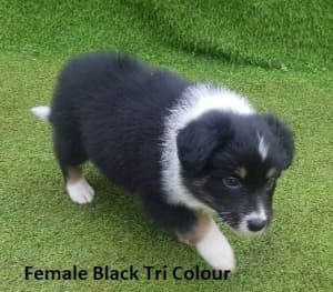 Beautiful Pure Breed Female Tri Color Border Collie Puppy