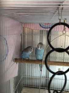 2 baby’s blue budgies