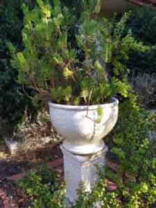 vintage pot planter and pedestal - cream