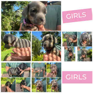 Mastiff x Catahoula puppies ready for their new homes now 