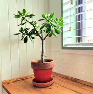 Large Crassula Ovata Succulent Tree/Plant 