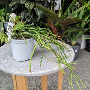 Rhipsalis Red Coral - 105mm (Goulburn Delivery Sunday)