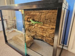 Reptile Enclosure with Rock Background