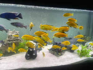 Cheap Cichlid yellow and Blue