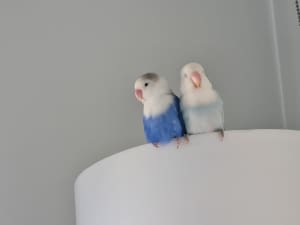 2 love birds for sale and home with food