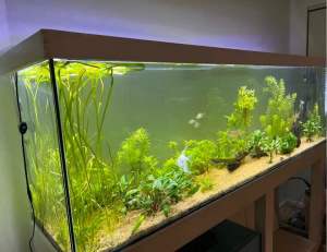 Large 7’ aquarium (about 210cm) , beautiful and established