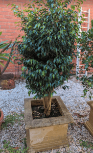 Standard Ficus plant in concrete pot: 3 of 3.