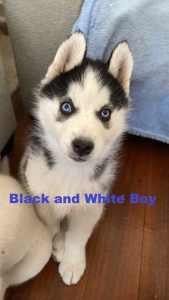 Siberian Husky Puppies - Ready for their loving homes