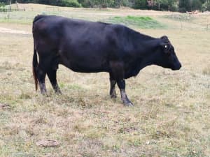 Angus beef cattle cows 