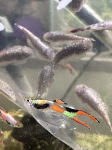 endlers livebearers petsmart