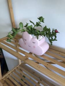 Pink Cloud Plant Pot with succulent