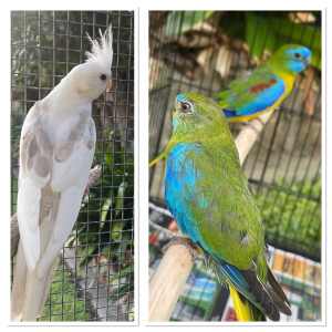Cockatiel male $90: Pair of Turks parrots with cage $200