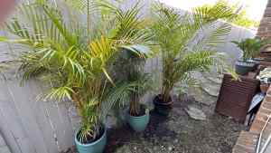 3 X golden palm plants $150 for the lot or $60 each