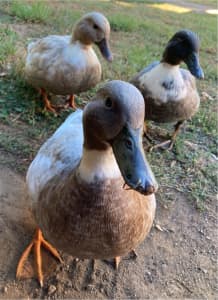 Young call ducks, two available