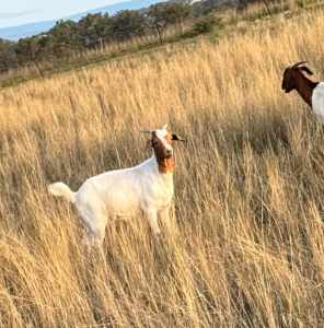 Boer goat bucks