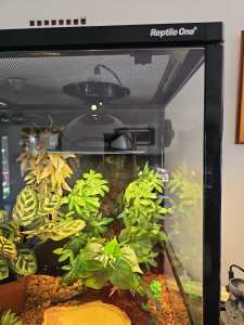 Reptile tank and childrens python (baby)