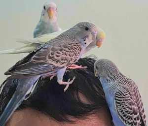 Hand raised spoon fed baby budgies (Only 1 left)