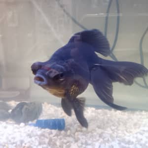 Black Moore fancy goldfish