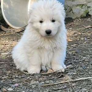 Purebred Maremma puppies Available Now