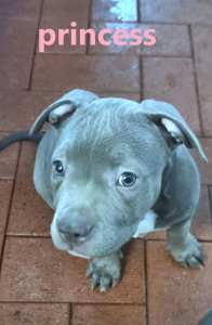 xl american staffy pedigree blue pups with ANKC papers ready now