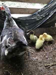 Mother & 3 Baby Ducklings