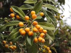 Eriobotrya japonica Loquat Fruit Trees