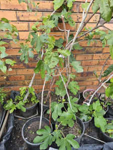 Fig trees for sale Adreatic and Genoa varities
From $20each
