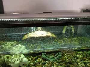 Turtle and tank