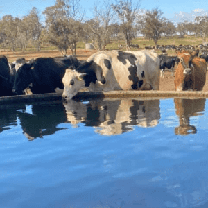 vacant position on our dairy farm(DUBBO)(Skinner’s Dairy)
