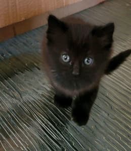 Only 3 left Half Persian black and black and white Kittens 6 weeks old