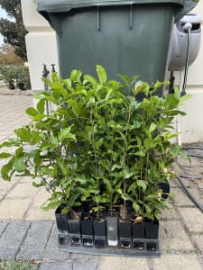 Tuckeroo trees (plants) in tube pots