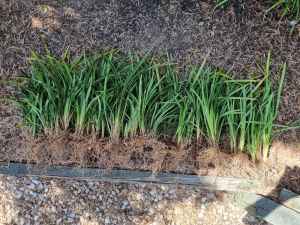 20 x Liriope Garden Grass Plants