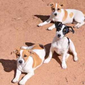 Miniature Fox Terrier puppies 1 Boy 3 Girls available
READY 