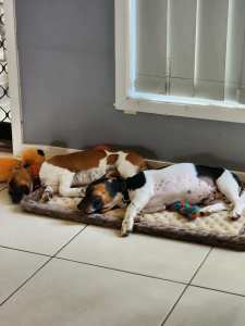 Male and Female Jack Russell 6 months old 
