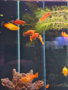 Red Platies for sale.