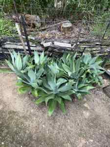 AGAVE ATTENUATA LIONS TAIL (Pick Up Only Plants .)