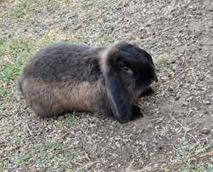 Male Baby Mini loop rabbit for sale