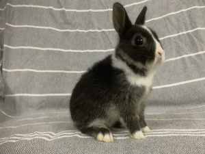 Netherland Dwarf Rabbit — female, available soon
