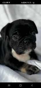 french bulldogs x pugs exotic colours only 1 left