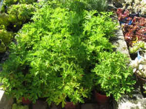 Potted citronella, mosquito-repelling property plants