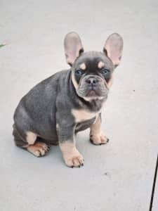 🔥QUAD CARRY french bulldog puppy Pet or MAINS pedigree💙blue and tan 