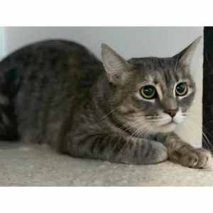 9657 : Moon - CAT for ADOPTION - Vet Work Included
