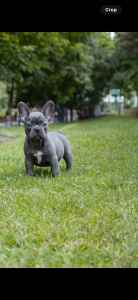 French bulldog Puppies ready now 
