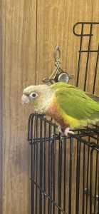 ON HOLD Chip the Conure pineapple bird for sale cheap tamed