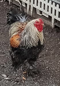 Large roosters