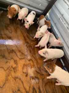 10 Piglets for sale $70 each